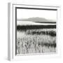 Nut Island, Salt Marsh-Dorothy Kerper Monnelly-Framed Art Print