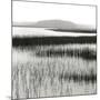 Nut Island, Salt Marsh-Dorothy Kerper Monnelly-Mounted Art Print