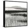 Nut Island, Salt Marsh-Dorothy Kerper Monnelly-Framed Stretched Canvas