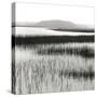 Nut Island, Salt Marsh-Dorothy Kerper Monnelly-Stretched Canvas