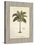 Nut Palm Illustration-Arnie Fisk-Stretched Canvas