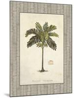 Nut Palm Illustration-Arnie Fisk-Mounted Art Print