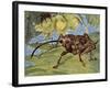 Nut Weevil (Curculio Nucum), Curculionidae-null-Framed Giclee Print