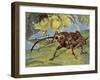 Nut Weevil (Curculio Nucum), Curculionidae-null-Framed Giclee Print