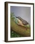 Nuthatch, 2016-Pat Scott-Framed Giclee Print