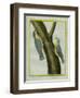 Nuthatch and Red-Breasted Nuthatch-Georges-Louis Buffon-Framed Premium Giclee Print