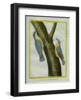 Nuthatch and Red-Breasted Nuthatch-Georges-Louis Buffon-Framed Premium Giclee Print