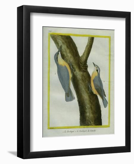 Nuthatch and Red-Breasted Nuthatch-Georges-Louis Buffon-Framed Premium Giclee Print