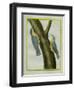 Nuthatch and Red-Breasted Nuthatch-Georges-Louis Buffon-Framed Premium Giclee Print