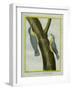 Nuthatch and Red-Breasted Nuthatch-Georges-Louis Buffon-Framed Giclee Print