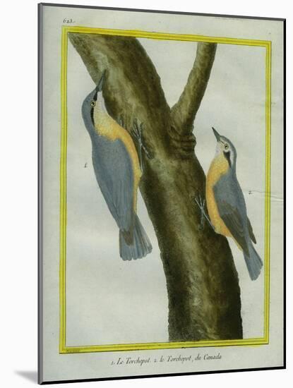 Nuthatch and Red-Breasted Nuthatch-Georges-Louis Buffon-Mounted Giclee Print
