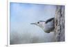 Nuthatch in the Snow-Jai Johnson-Framed Giclee Print