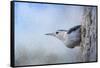 Nuthatch in the Snow-Jai Johnson-Framed Stretched Canvas