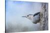 Nuthatch in the Snow-Jai Johnson-Stretched Canvas