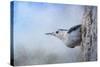 Nuthatch in the Snow-Jai Johnson-Stretched Canvas