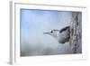 Nuthatch in the Snow-Jai Johnson-Framed Giclee Print