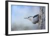 Nuthatch in the Snow-Jai Johnson-Framed Giclee Print