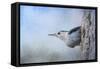 Nuthatch in the Snow-Jai Johnson-Framed Stretched Canvas