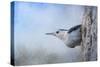 Nuthatch in the Snow-Jai Johnson-Stretched Canvas