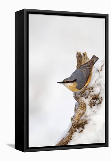 Nuthatch Portrait on a Snow Covered Old Stump December-null-Framed Stretched Canvas