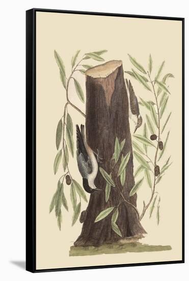 Nuthatch-Mark Catesby-Framed Stretched Canvas