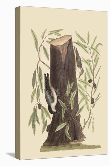 Nuthatch-Mark Catesby-Stretched Canvas