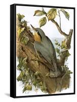 Nuthatch-English-Framed Stretched Canvas