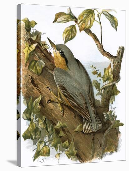 Nuthatch-English-Stretched Canvas