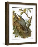 Nuthatch-English-Framed Giclee Print