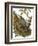 Nuthatch-English-Framed Giclee Print