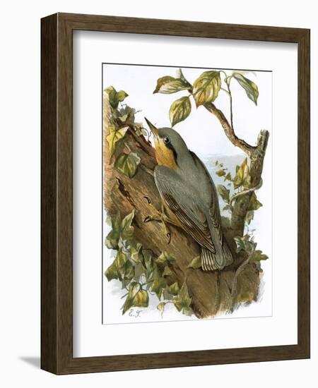 Nuthatch-English-Framed Giclee Print