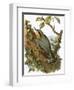 Nuthatch-English-Framed Giclee Print