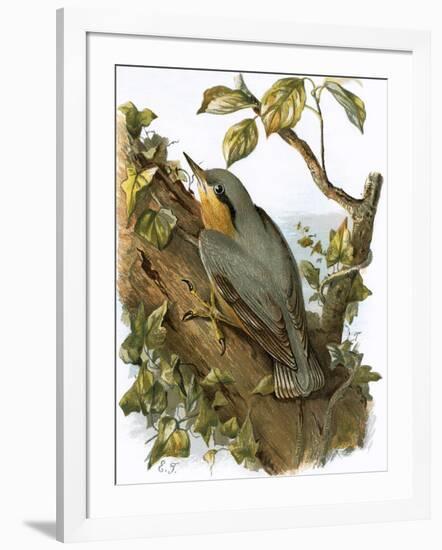 Nuthatch-English-Framed Giclee Print