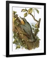 Nuthatch-English-Framed Giclee Print