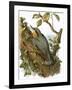 Nuthatch-English-Framed Giclee Print