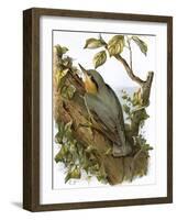 Nuthatch-English-Framed Giclee Print