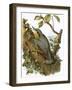 Nuthatch-English-Framed Giclee Print