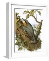 Nuthatch-English-Framed Giclee Print