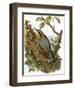 Nuthatch-English-Framed Premium Giclee Print