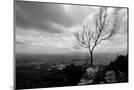 Wood Mount