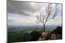 Wood Mount
