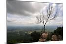 Wood Mount