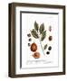 Nutmeg, 1735-Elizabeth Blackwell-Framed Premium Giclee Print