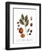 Nutmeg, 1735-Elizabeth Blackwell-Framed Premium Giclee Print