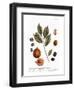 Nutmeg, 1735-Elizabeth Blackwell-Framed Premium Giclee Print