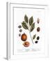 Nutmeg, 1735-Elizabeth Blackwell-Framed Giclee Print