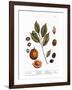 Nutmeg, 1735-Elizabeth Blackwell-Framed Giclee Print