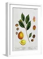 Nutmeg, 1782-Elizabeth Blackwell-Framed Giclee Print