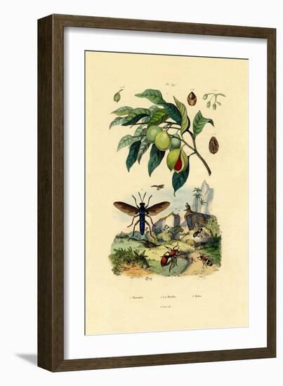 Nutmeg, 1833-39-null-Framed Giclee Print