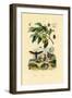 Nutmeg, 1833-39-null-Framed Giclee Print